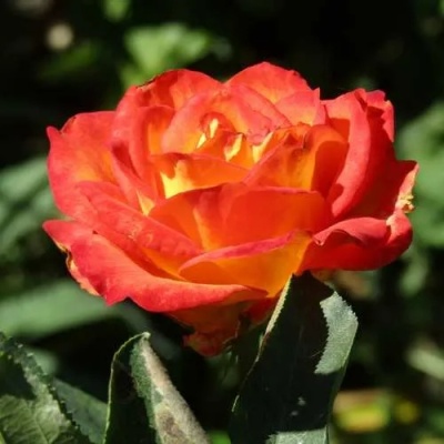 Роза ЛИНА чайно-гибридная  в Тюмени