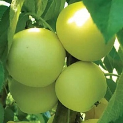 Яблоня МЕДОК колонновидная в Тюмени