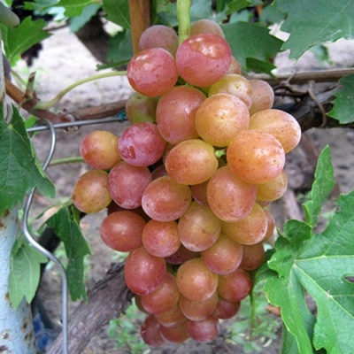 Виноград БЛЕСТЯЩИЙ в Тюмени