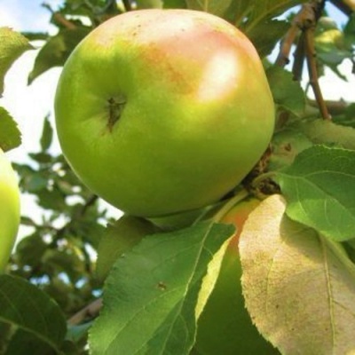 Яблоня ИКША колонновидная в Тюмени