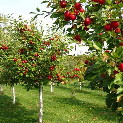 Плодовые деревья в Тюмени