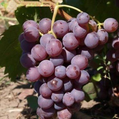 Виноград ЭЛЕГИЯ в Тюмени