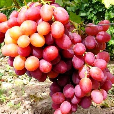 Виноград АНЮТА в Тюмени