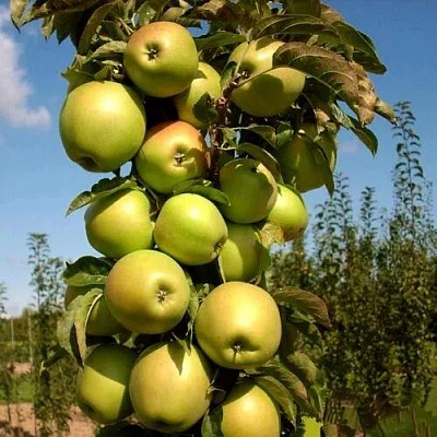 Яблоня ПРИОКСКОЕ колонновидная в Тюмени