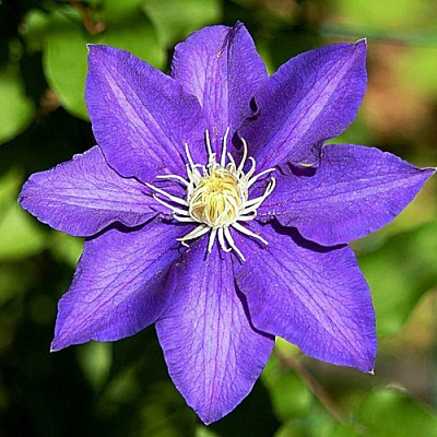 Клематис ЗЕ ПРЕЗИДЕНТ в Тюмени