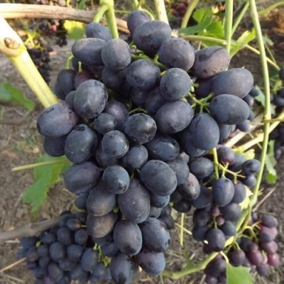 Виноград ЗАБАВА в Тюмени