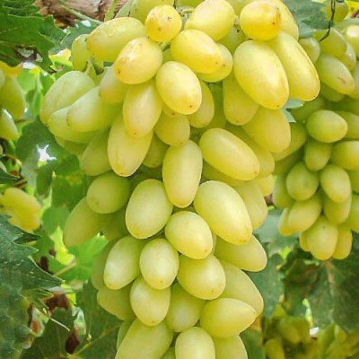 Виноград ТИМУР в Тюмени