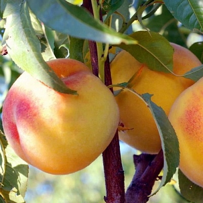 Персики в Тюмени