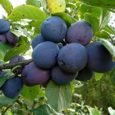 Слива КРОМАНЬ в Тюмени