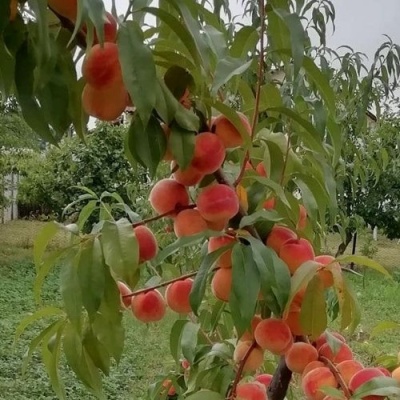 Персик ВУЛКАН в Тюмени