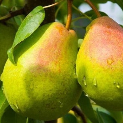 Груша ФЛЕЙТА в Тюмени