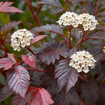 Бордовый в Тюмени