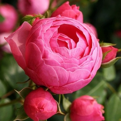 Роза ПОМПОНЕЛЛА флорибунда в Тюмени