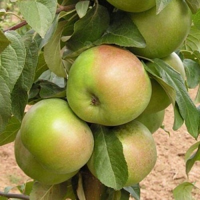 Яблоня БЕЛАНА в Тюмени