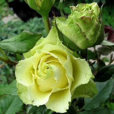 Роза ЛИМБО (ДОЛЛАР) чайно-гибридная  в Тюмени
