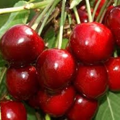Черешня МИНЧАНКА в Тюмени