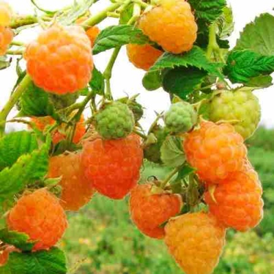 Малина ЗОЛОТЫЕ КУПОЛА в Тюмени