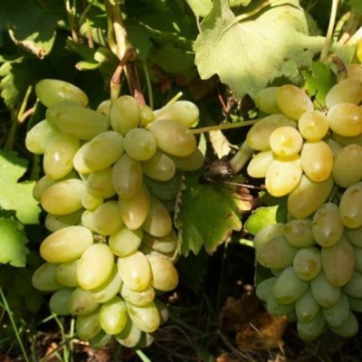 Виноград ТИМУР в Тюмени