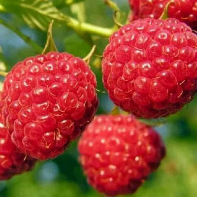 Поздняя в Тюмени