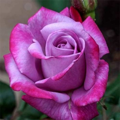 Роза ПАРАДИЗ чайно-гибридная  в Тюмени
