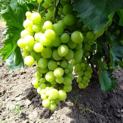 Виноград БОЯРИН в Тюмени