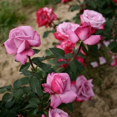 Роза ПАРАДИЗ чайно-гибридная  в Тюмени