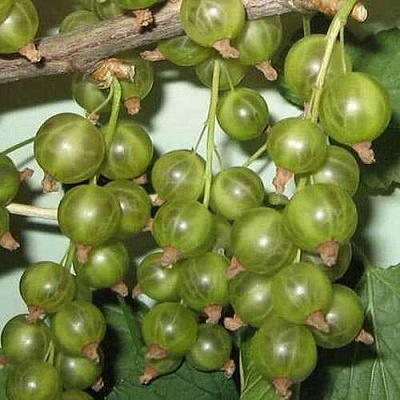Смородина зеленоплодная ВЕРТИ в Тюмени