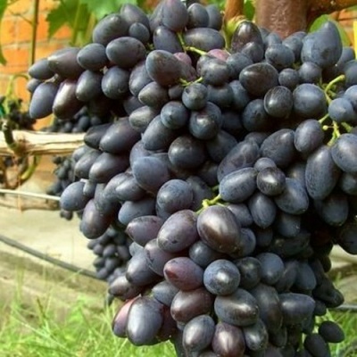 Виноград НАДЕЖДА АЗОС в Тюмени