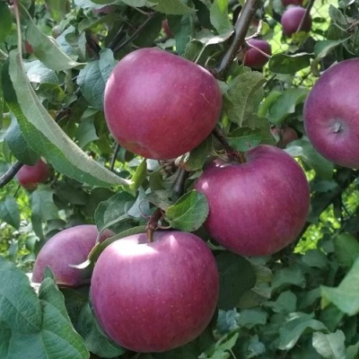 Яблоня ЗОРКА в Тюмени