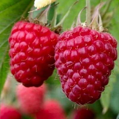 Средняя в Тюмени