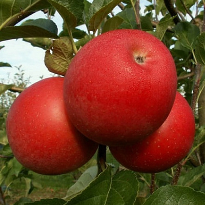 Яблоня БОГЕМИЯ в Тюмени