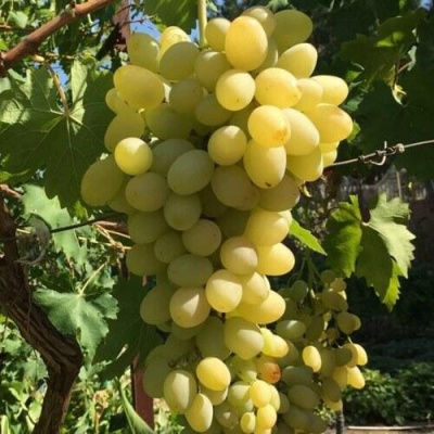 Виноград БЛАГОВЕСТ в Тюмени