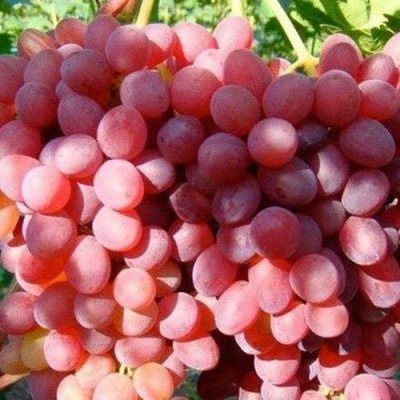 Виноград КИШМИШ КРАСНЫЙ в Тюмени