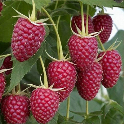 Высокая в Тюмени