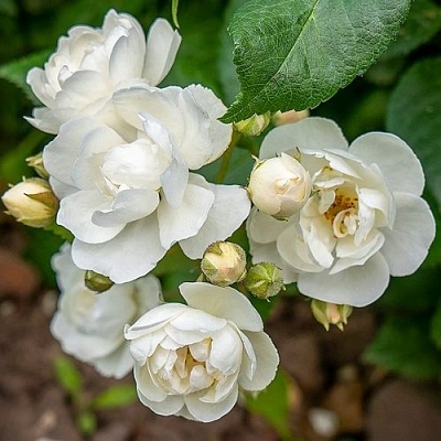 Роза ВАТЕРЛОО мускусная в Тюмени