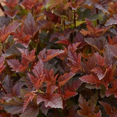 Красный в Тюмени