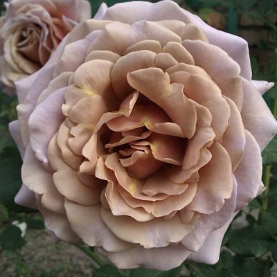 Роза КОКО ЛОКО флорибунда  в Тюмени
