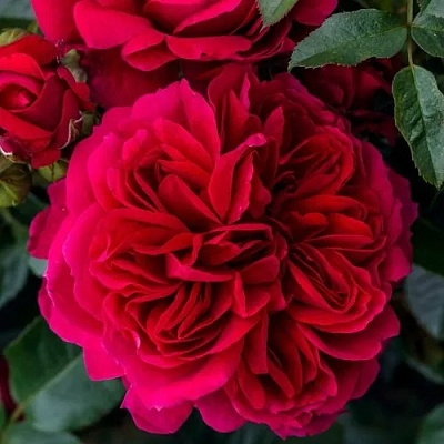 Роза СОУЛ шраб  в Тюмени