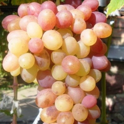 Виноград ТАСОН в Тюмени