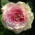 Роза ЦЕЗАРЬ плетистая в Тюмени
