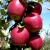Яблоня МОДИ в Тюмени