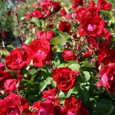 Роза ЧАМПЛЕЙН флорибунда в Тюмени