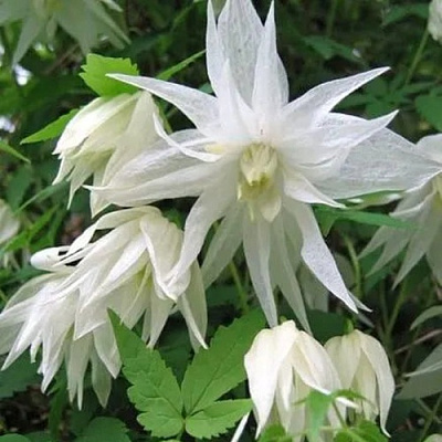 Княжик АЛЬБИНА ПЛЕНА белый махровый в Тюмени