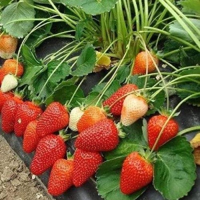 Клубника РОКСАНА в Тюмени