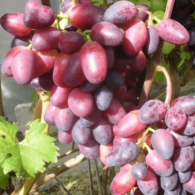 Виноград КРАСОТКА в Тюмени