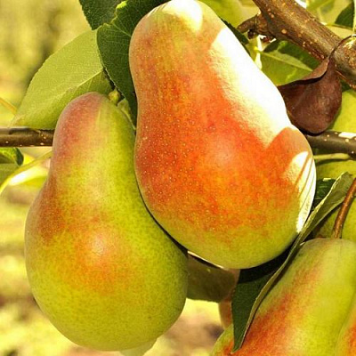 Красавица в Тюмени