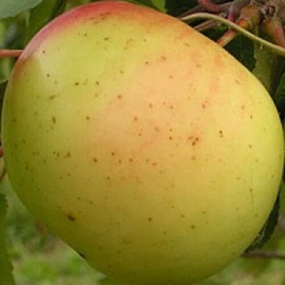 Яблоня БАНАНОВОЕ в Тюмени