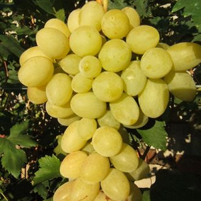 Виноград ИЛЬЯ  в Тюмени