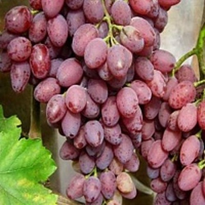 Виноград ПАМЯТИ СМИРНОВА в Тюмени