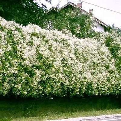 Фаллопия Фаллопия в Тюмени
